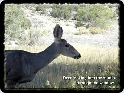 Deer